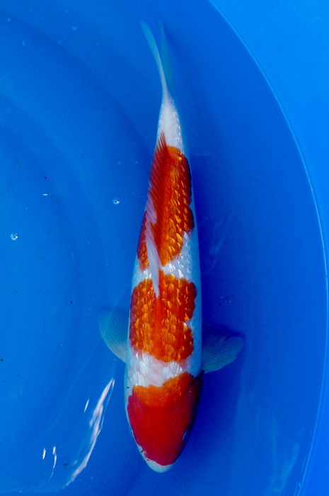 Ginrin kohaku 1202007