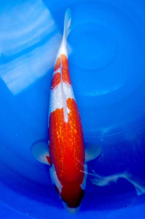 Ginrin kohaku 1202008