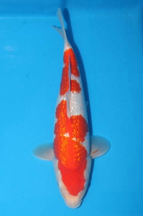 Ginrin kohaku 1202009