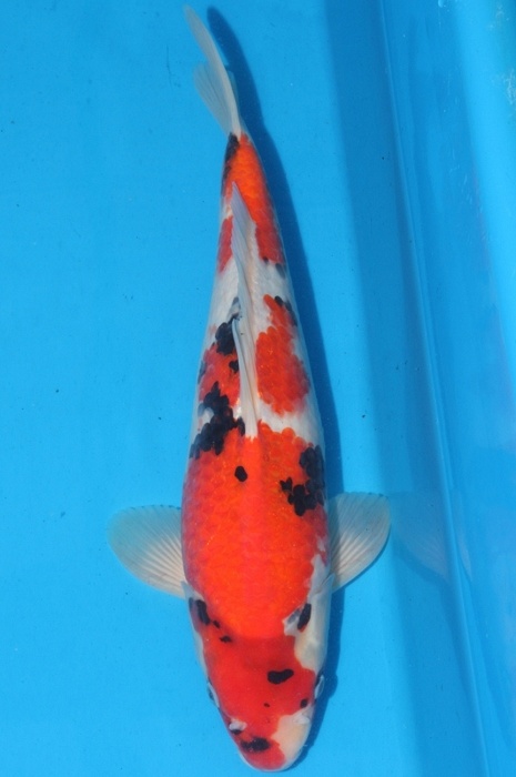 showa 1202011