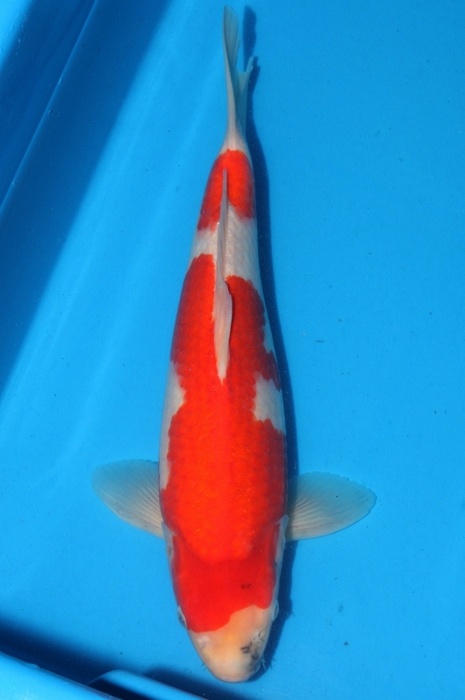 showa 1202022