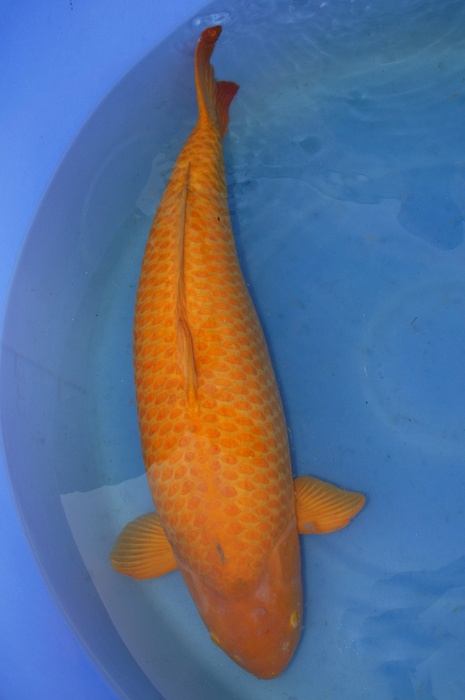 kigoi 1204003