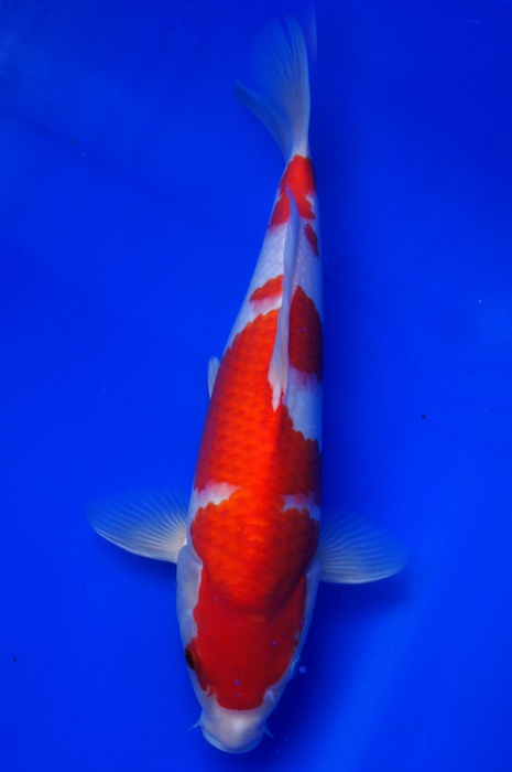 kohaku 1204005
