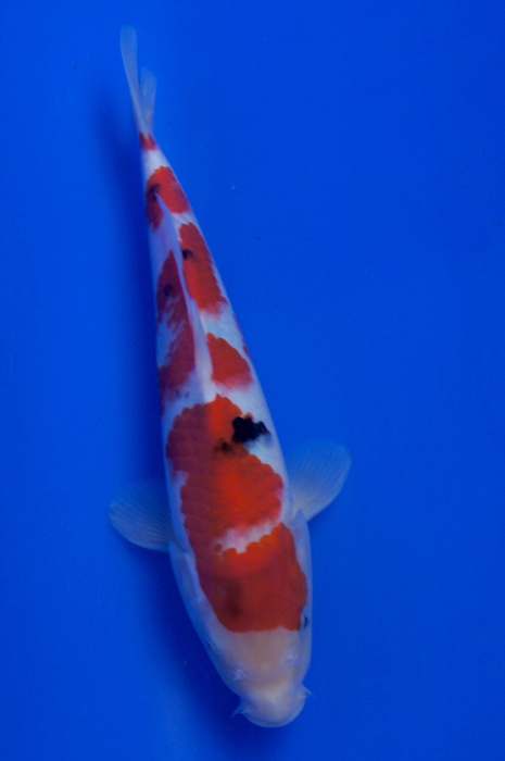 Meerstaps sanke 1204006