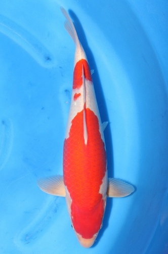 kohaku 1204025