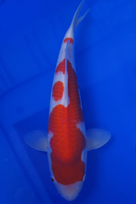 kohaku 1204026