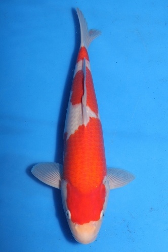 kohaku 1204027