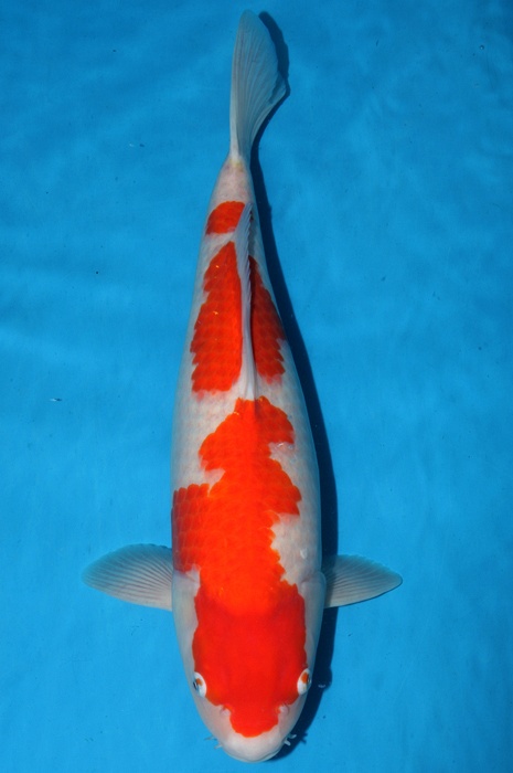 kohaku 1205001