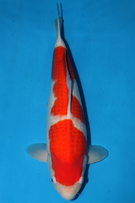 kohaku 1205015