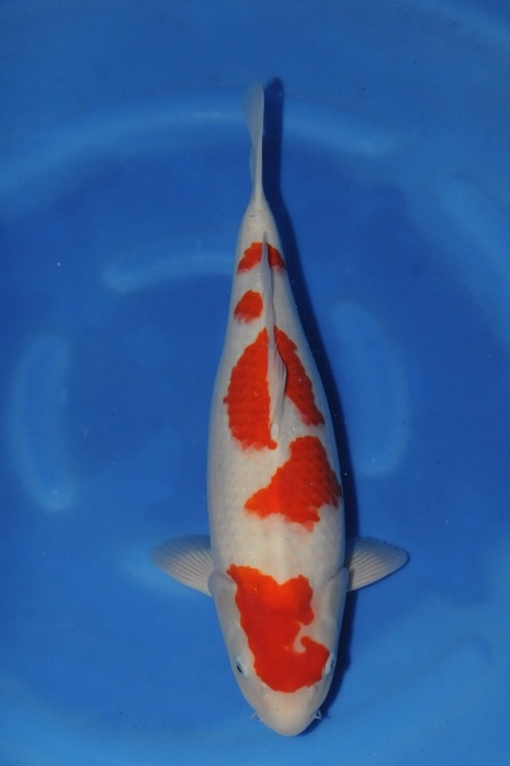 meerstaps kohaku 1205020