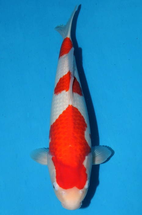 sandan kohaku 1205028