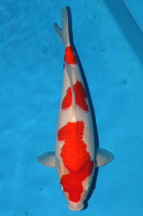 sandan kohaku 1205039