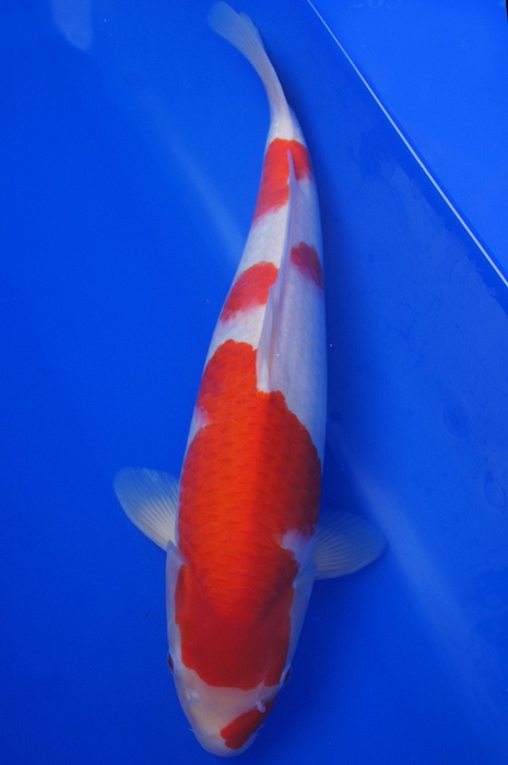 meerstaps kohaku 1205041