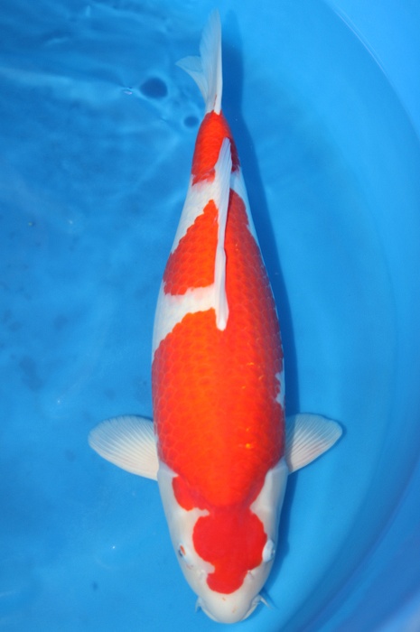 lepelkohaku 1211009