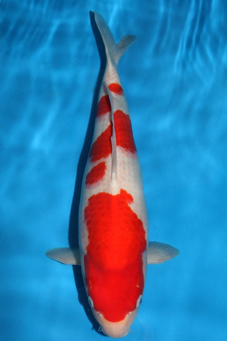meerstaps kohaku 1211017
