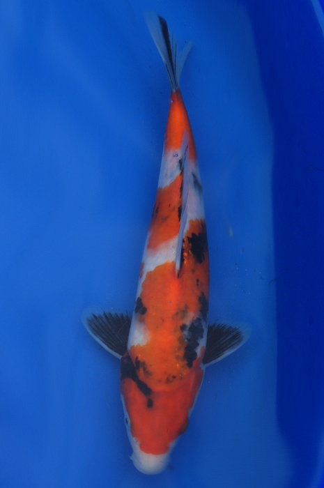 showa 1212002