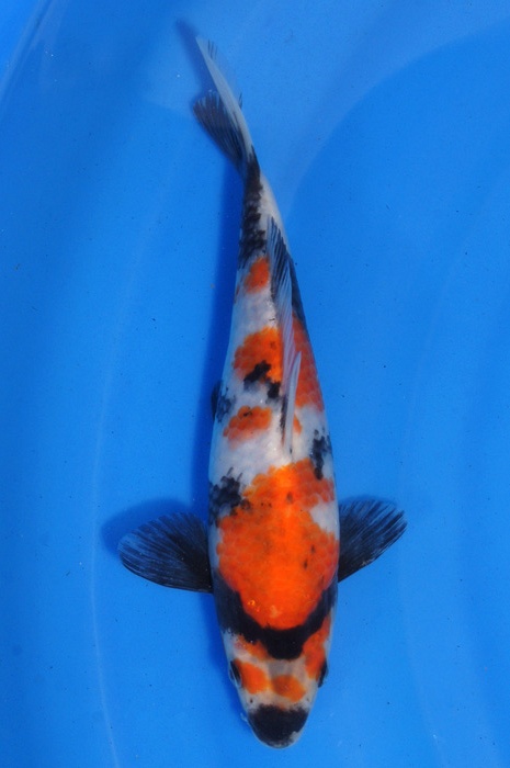 showa 1212003