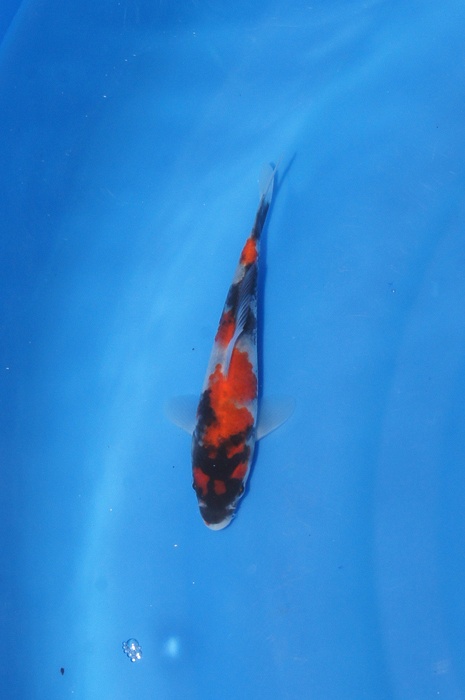 showa 1212006