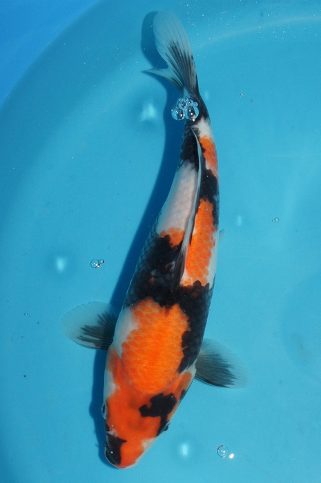 showa 1212009