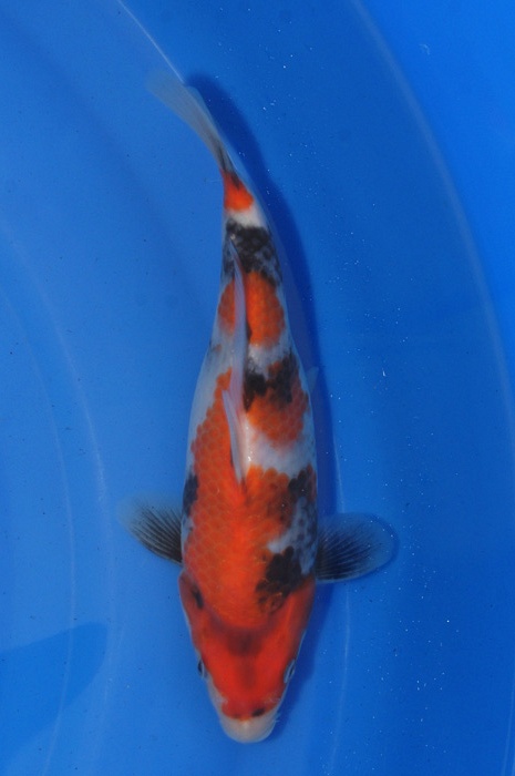 showa 1212011