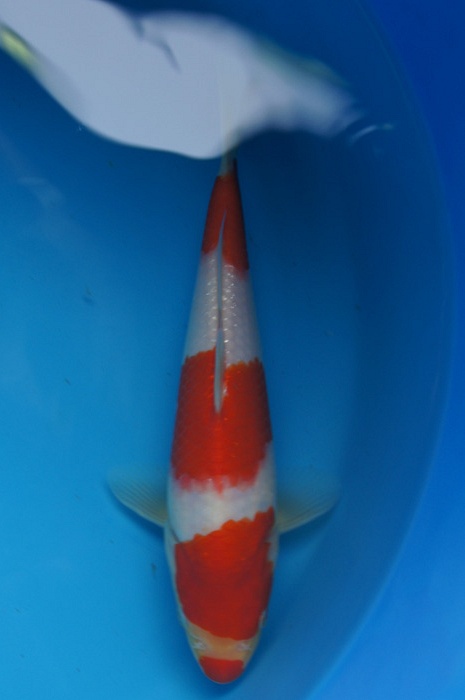 meerstaps kuchibeni kohaku 1302002