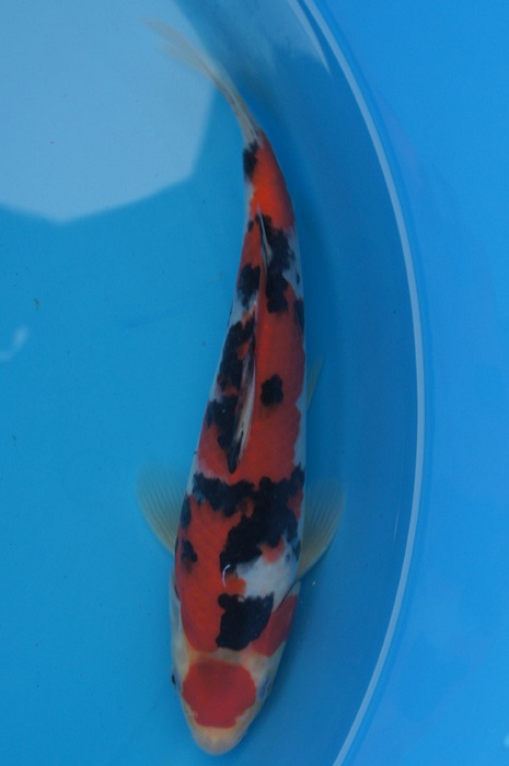 maruten sanke 1302006