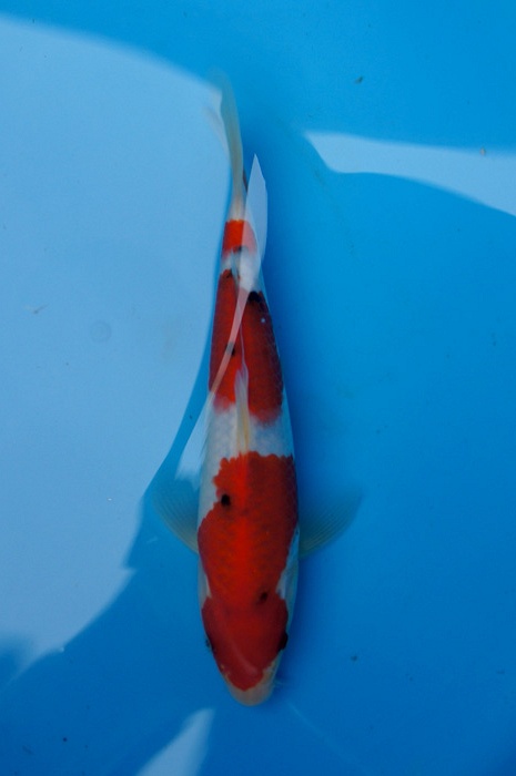 sanke 1302008