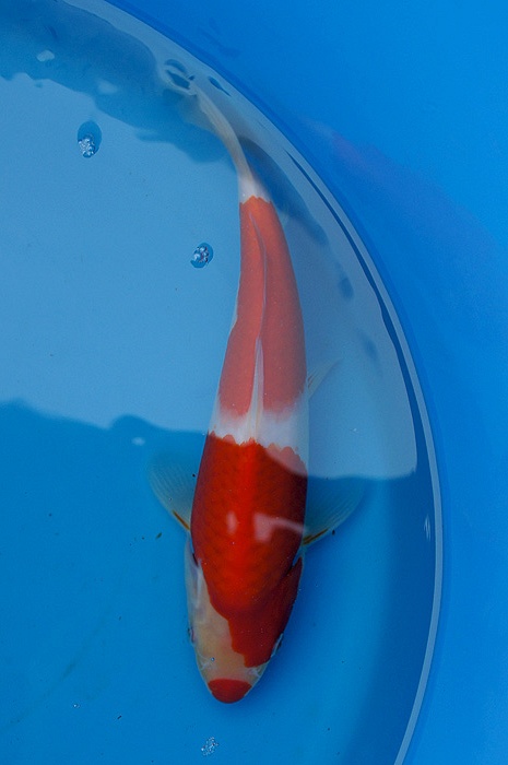kuchibeni kohaku 1302009