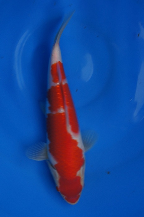 kohaku 1302014