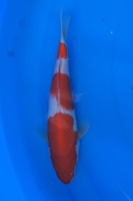 sandan kohaku 1302015