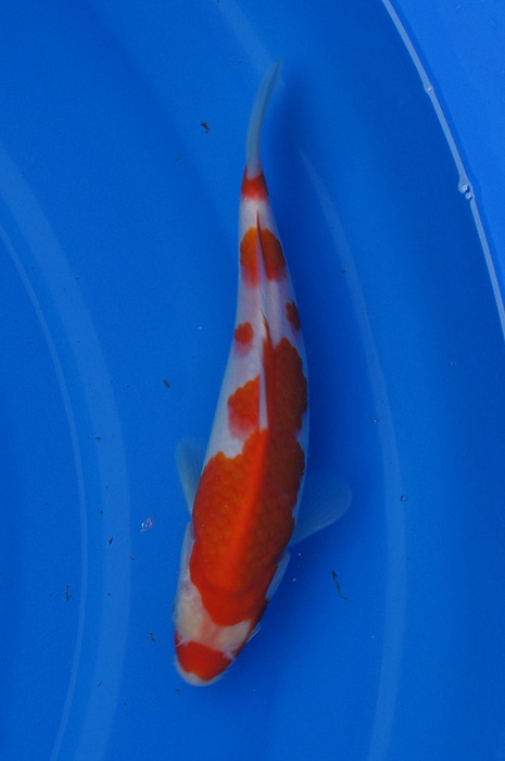 kuchibeni kohaku 1302016