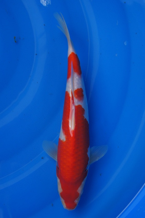 kohaku 1302017
