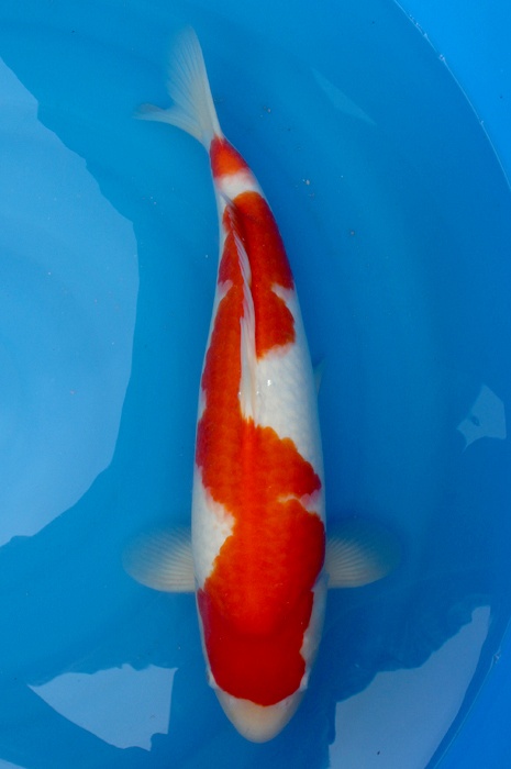 kohaku 1302031