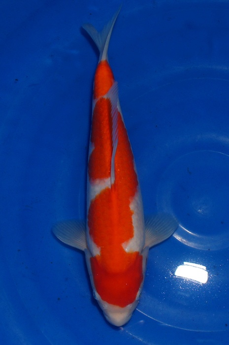 kohaku 1302032