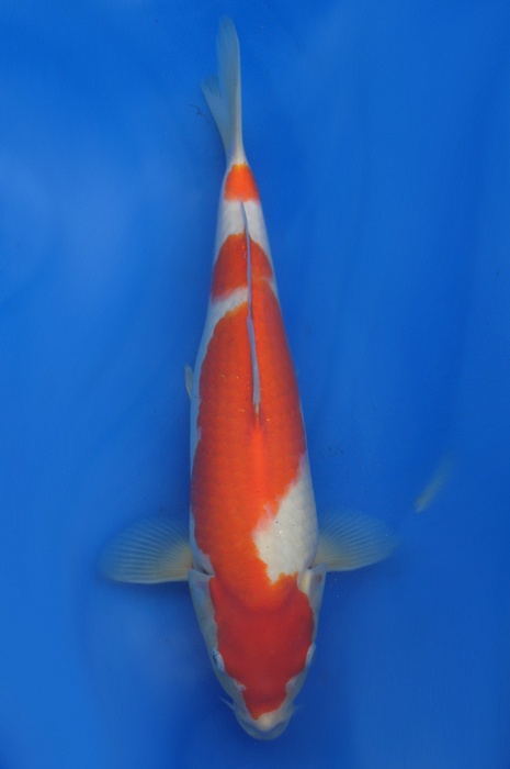 kohaku 1302034