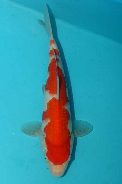 kohaku 1302036