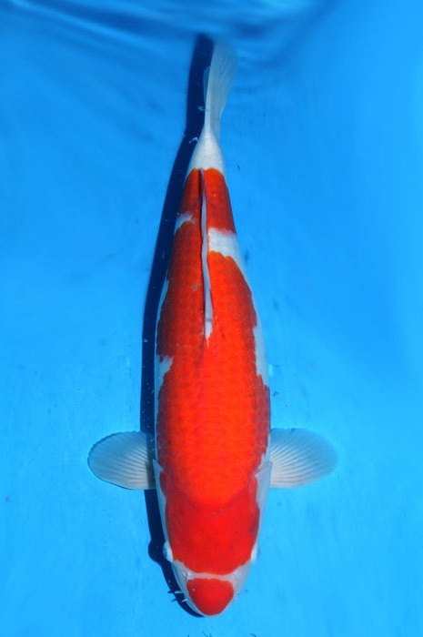 kuchibeni kohaku 1302038