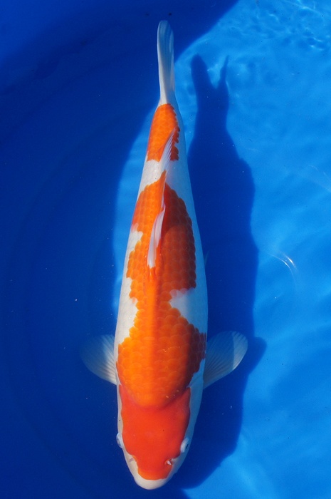 kohaku 1302039