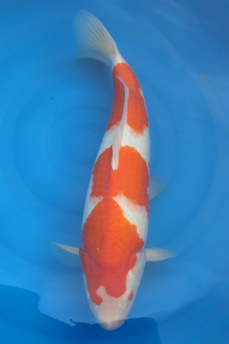 kohaku 1302040