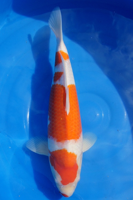 kuchibeni kohaku 1302041