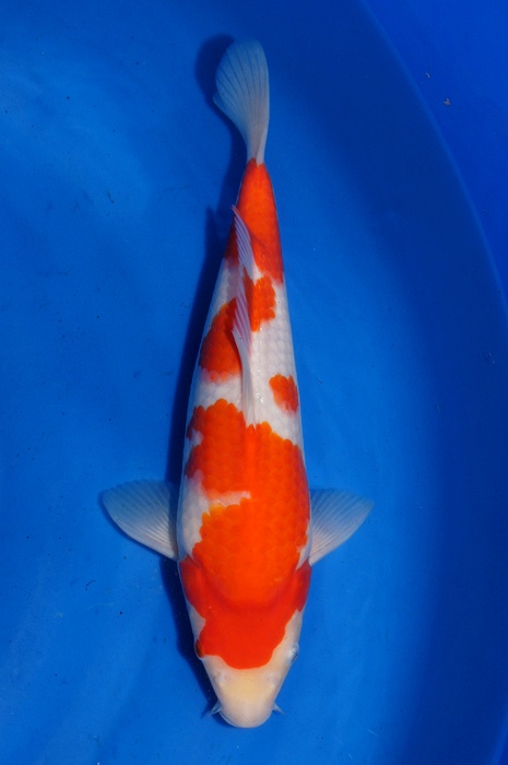 Kohaku 1302042