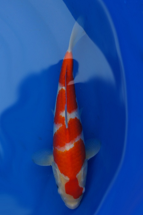 kohaku 1302044