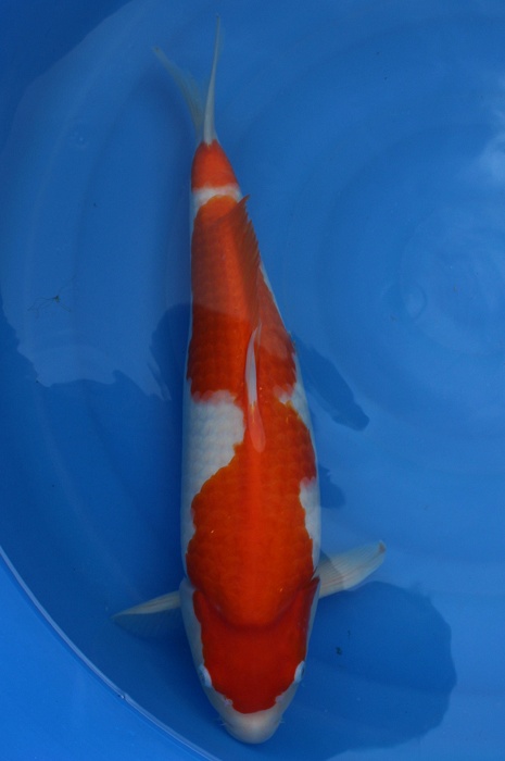 sandan kohaku 1302045