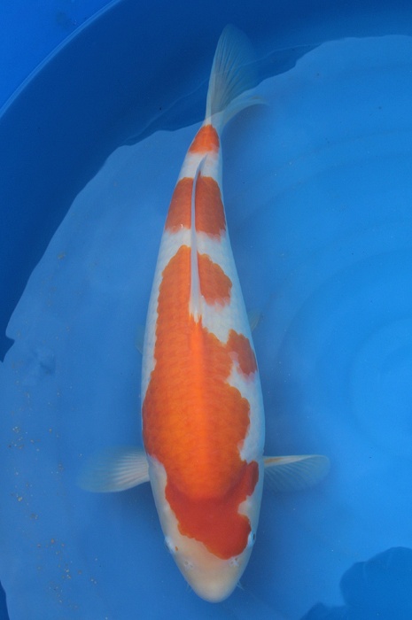 kohaku 1302046