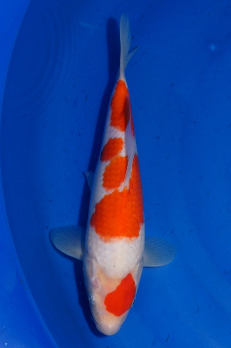 maruten kohaku 1302047