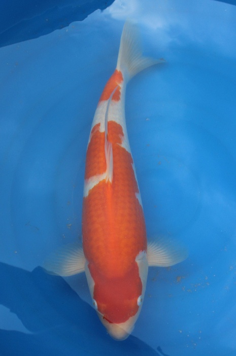 kohaku 1302048