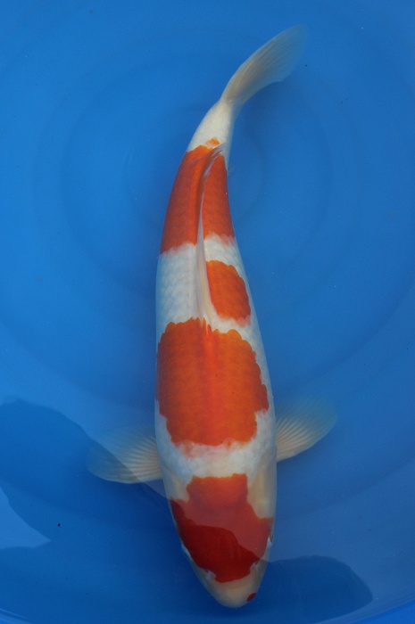 yondan kohaku 1302049