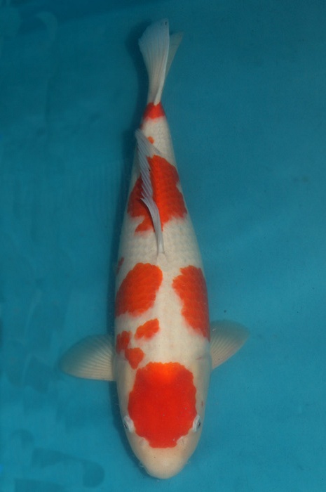 meerstaps kohaku 1302086