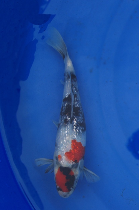 ginrin showa 1302107