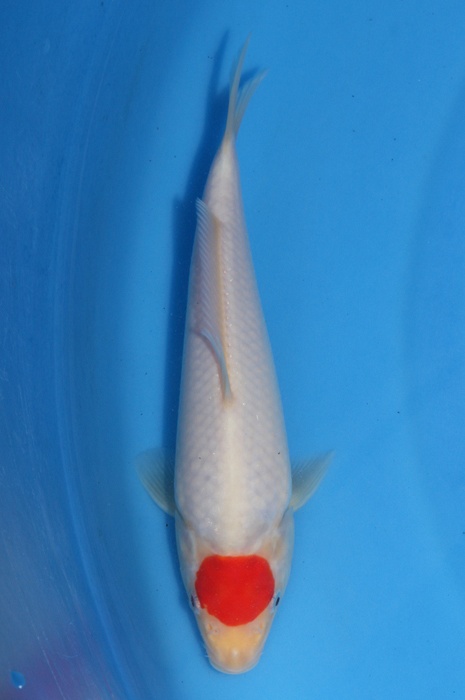 tancho kohaku 1304002